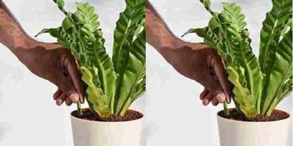 Plant Grow Fertilizer Sticks For Plants - 25 Stick Pack of 2 @ Just Rs.599/-