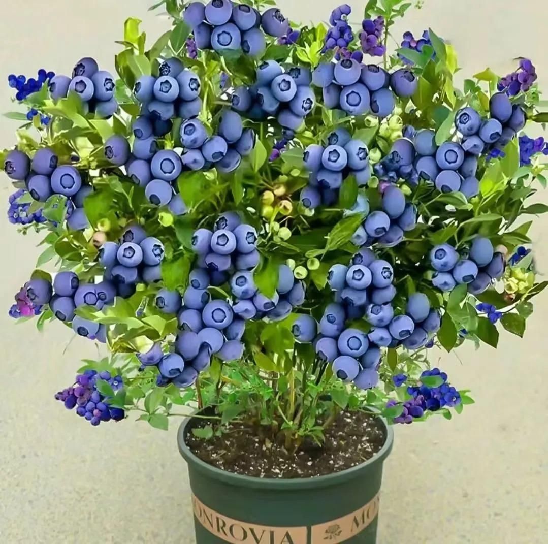 Giant Blueberry Fruit Seeds @ Just Rs.599/-