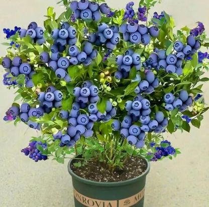 Giant Blueberry Fruit Seeds @ Just Rs.599/-