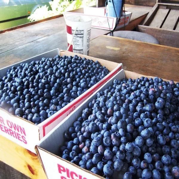 Giant Blueberry Fruit Seeds @ Just Rs.599/-