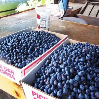 Giant Blueberry Fruit Seeds @ Just Rs.599/-