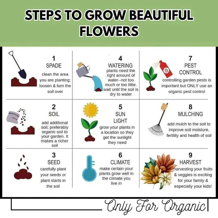 Varieties of Flower Seeds - Plant Supplement Free @ Just Rs.599/-