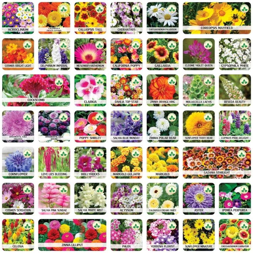 Varieties of Flower Seeds - Plant Supplement Free @ Just Rs.599/-