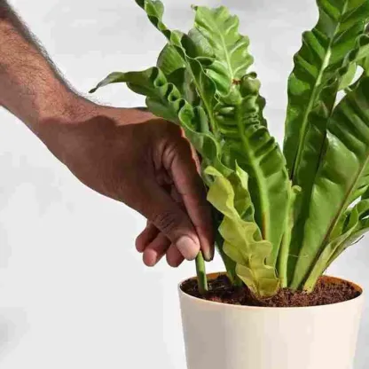 Plant Grow Fertilizer Sticks For Plants - 25 Stick Pack of 2 @ Just Rs.599/-