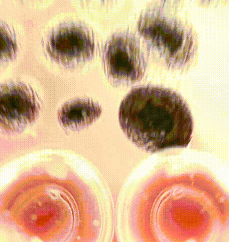 10-9-杨新育-1104470SL-两周吸走黑斑淡斑抗皱面膜_22.gif