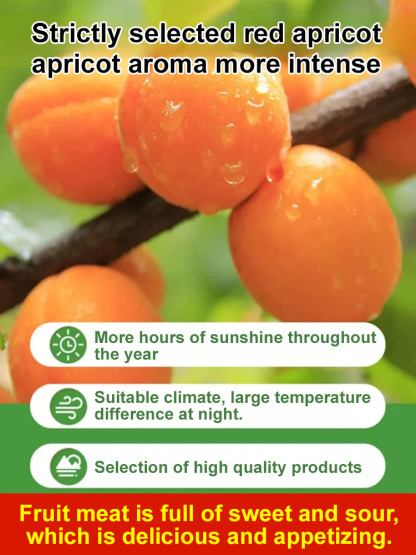 【Sweet and Soft】Additive-Free Pitted Dried Red Apricots