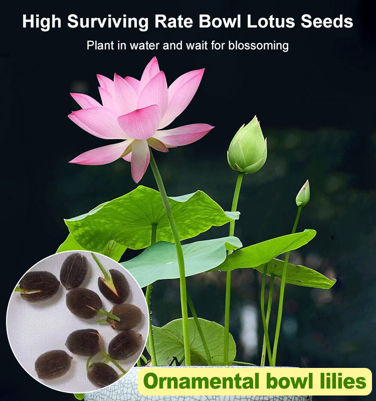 High Surviving Rate Bowl Lotus Seeds