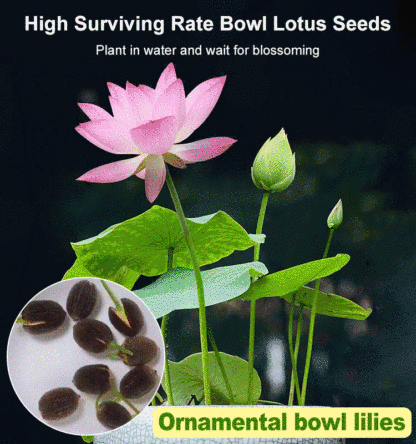 High Surviving Rate Bowl Lotus Seeds