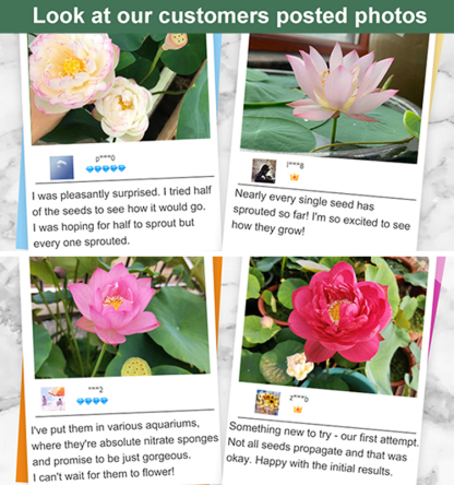 High Surviving Rate Bowl Lotus Seeds