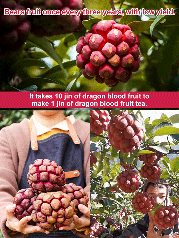 【SPA for Blood Vessels】Dragon Blood Fruit Tea