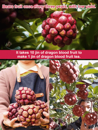 【SPA for Blood Vessels】Dragon Blood Fruit Tea