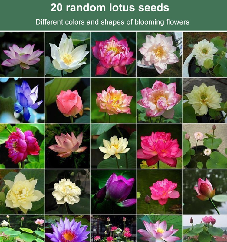 High Surviving Rate Bowl Lotus Seeds