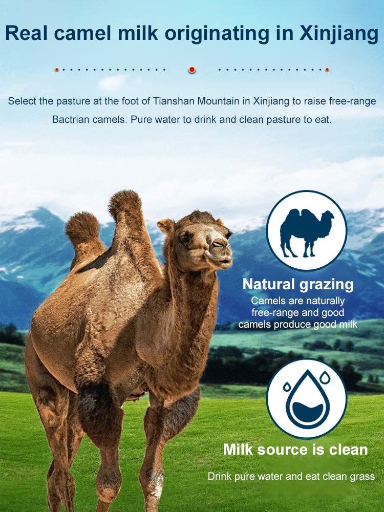 Sucrose-free high calcium camel milk powder