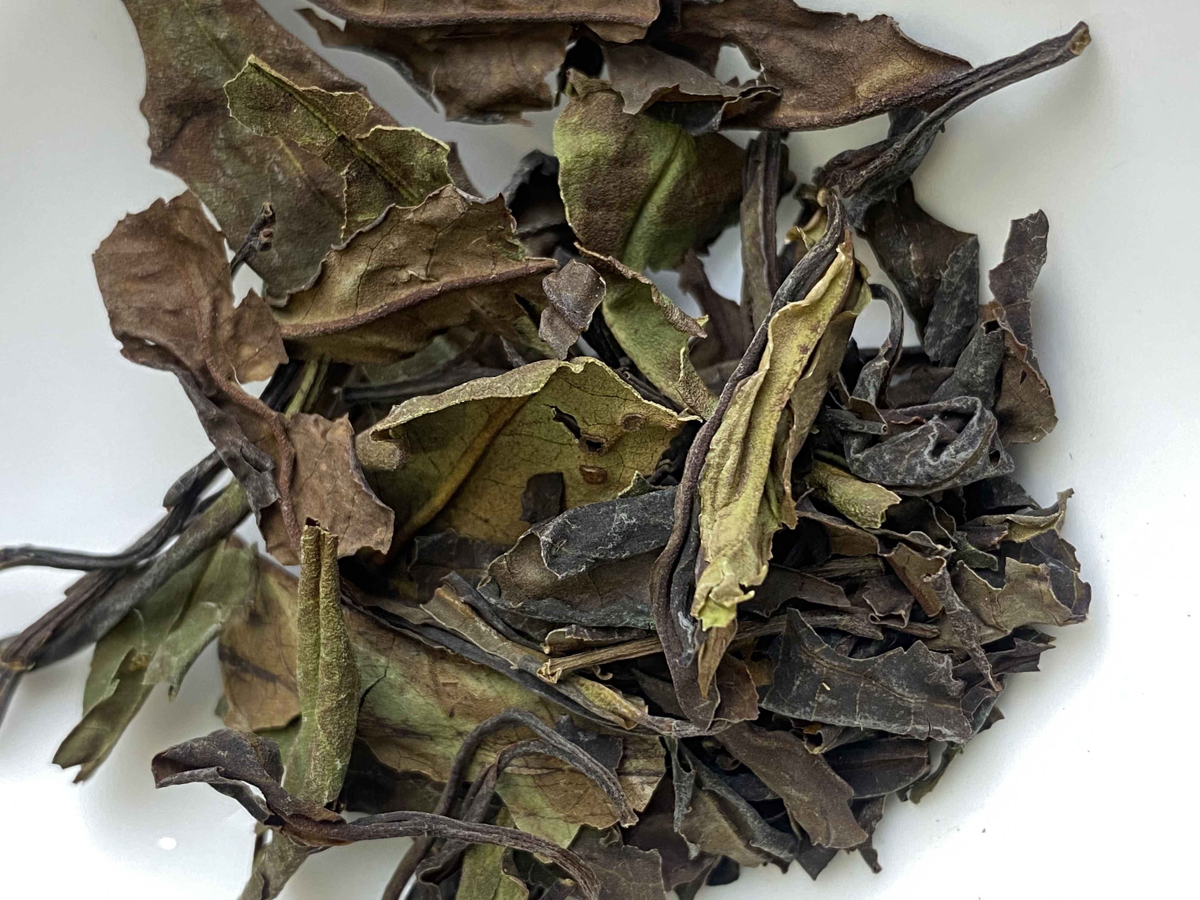 Primitive Camellia - 山茶