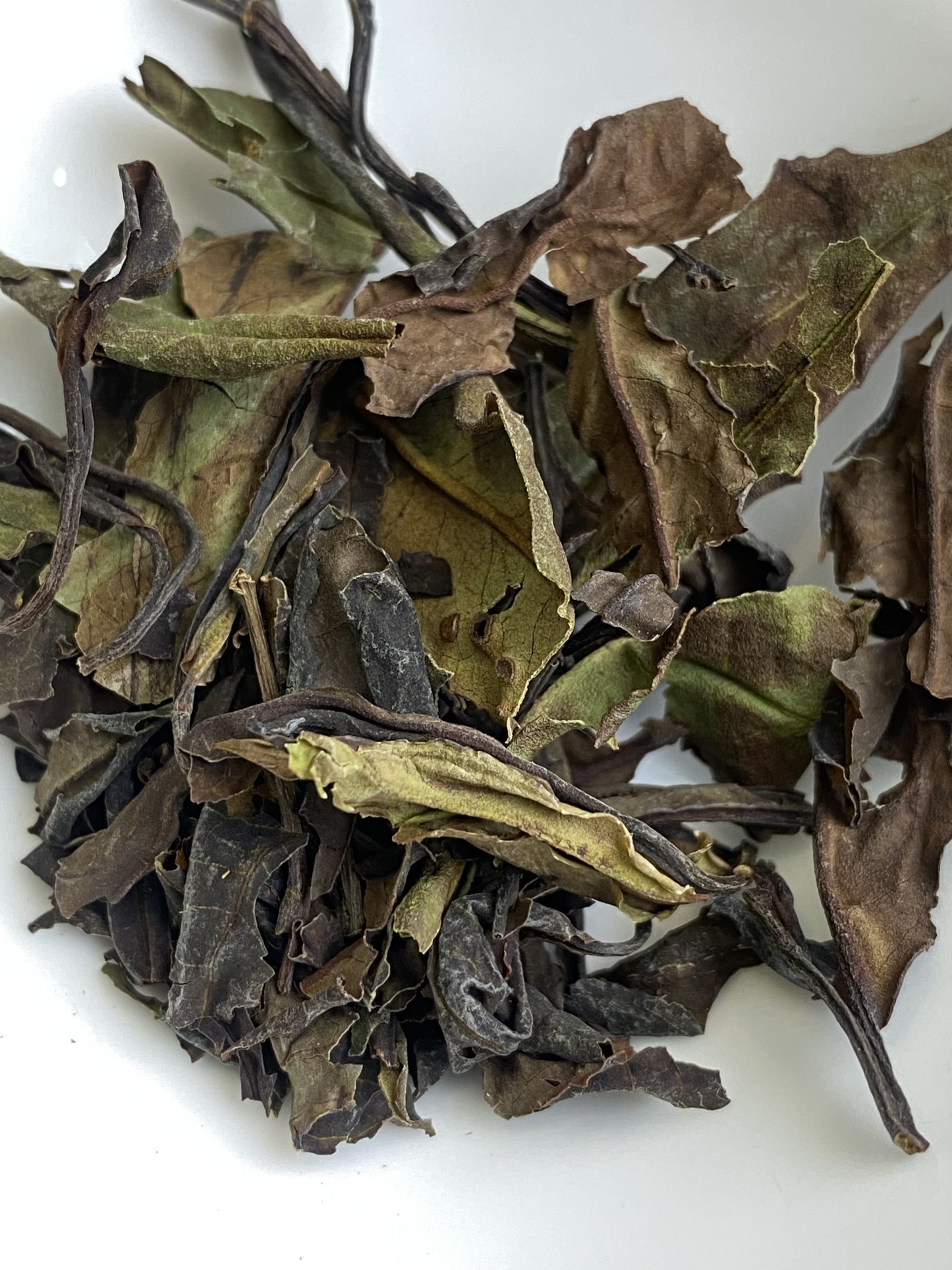 Primitive Camellia - 山茶