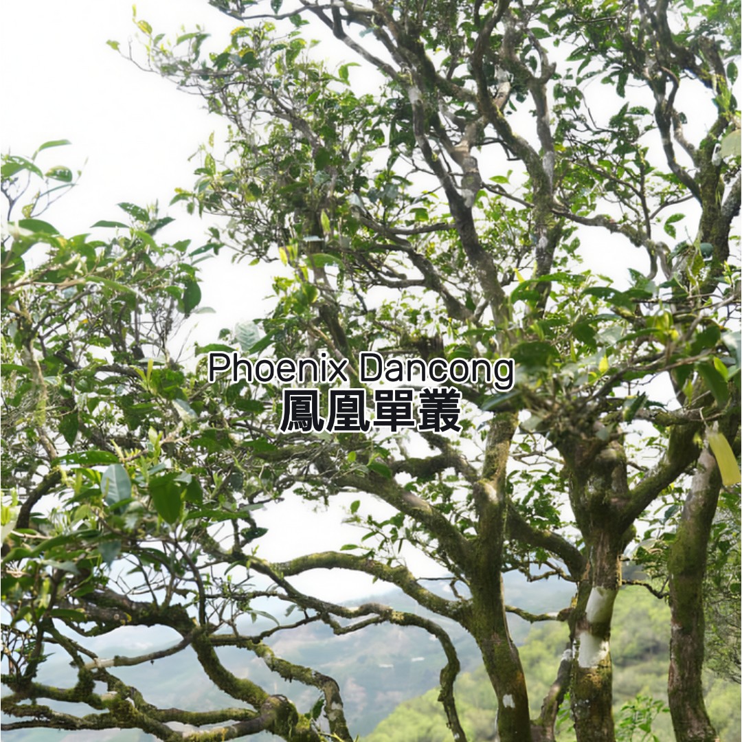 Phoenix Dancong  鳳凰單叢