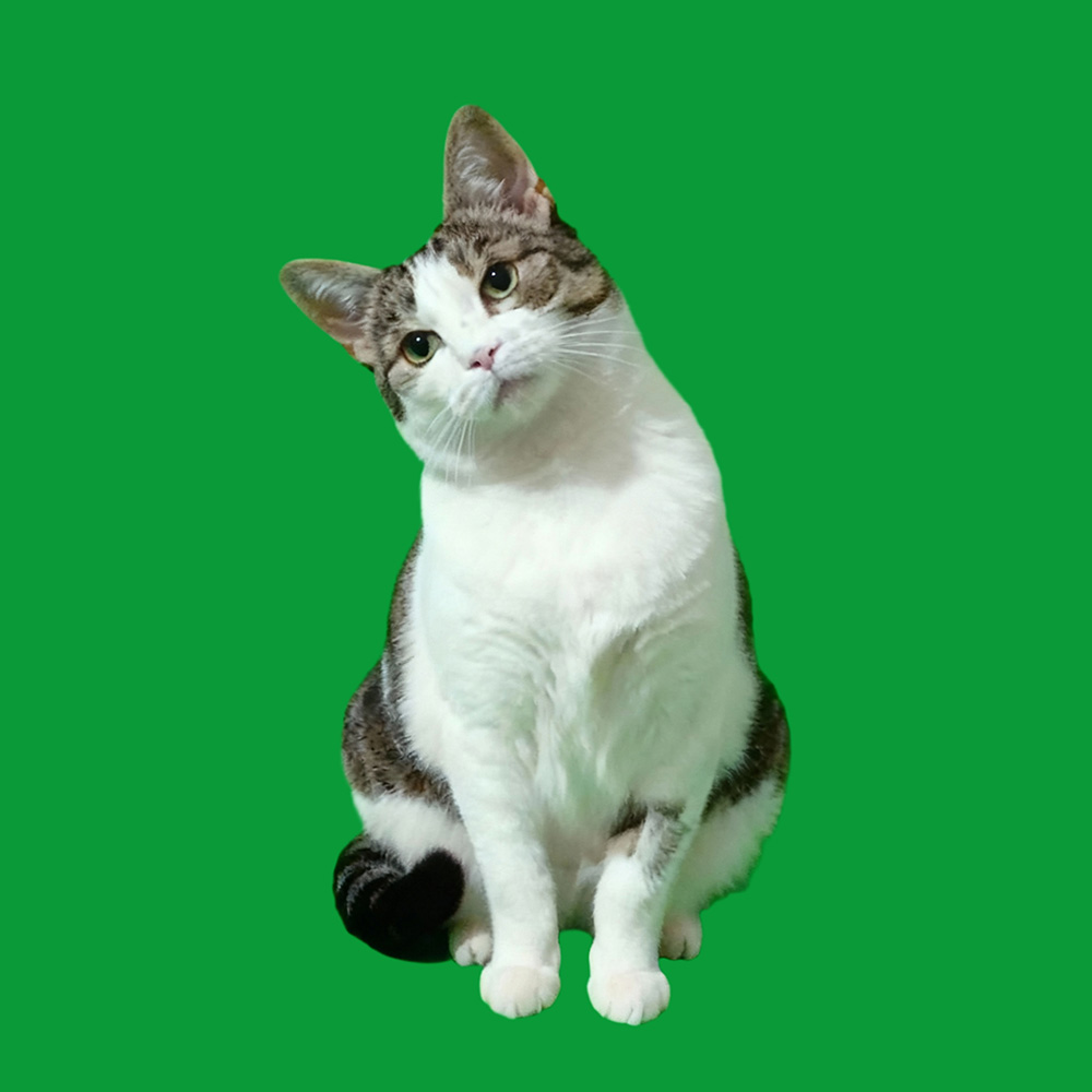 مشاهد هز الرأس - 