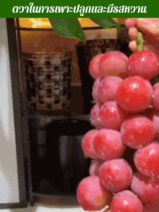 【เมล็ดองุ่นราชินีนีน่ามีกลิ่นหอมของไวน์】