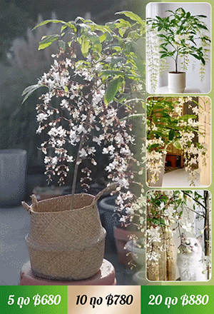 【หอมลอยสิบลี้】เมล็ดพันธุ์ดอกสร้อยสายเพชรกลิ่นหอมเข้มข้น