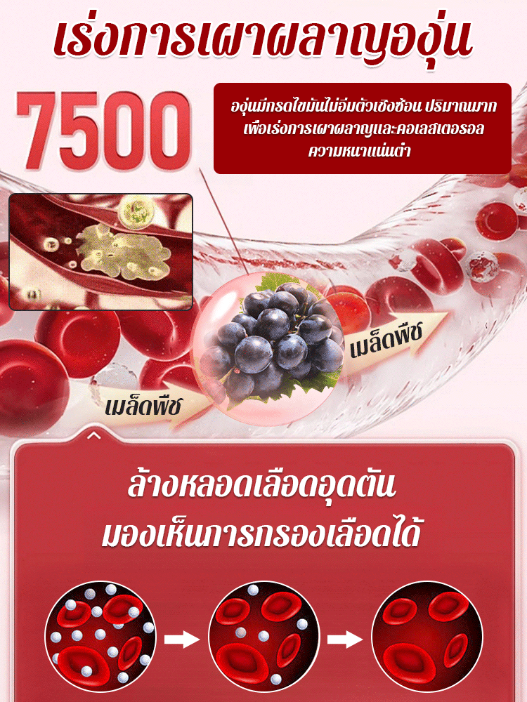 【เมล็ดองุ่นราชินีนีน่ามีกลิ่นหอมของไวน์】