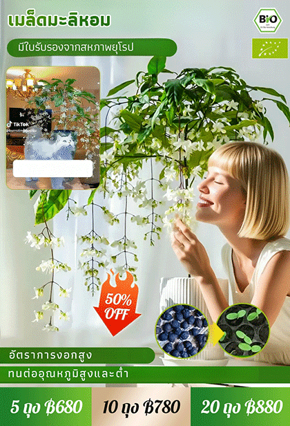 【หอมลอยสิบลี้】เมล็ดพันธุ์ดอกสร้อยสายเพชรกลิ่นหอมเข้มข้น