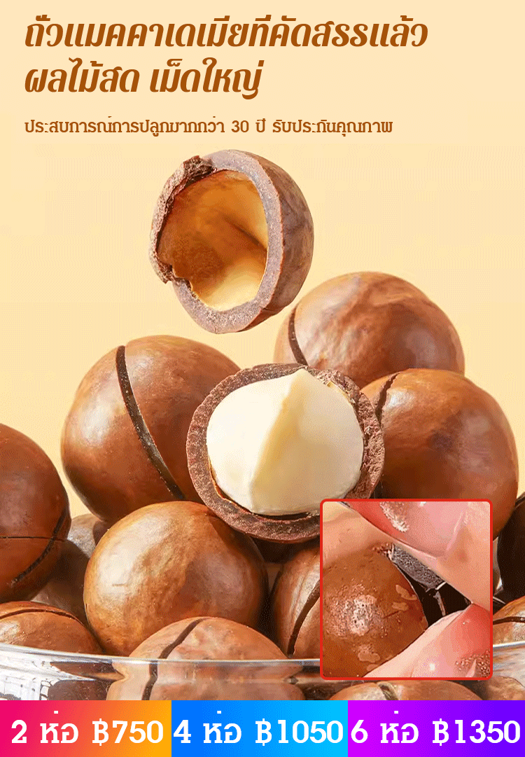 【ราชาแห่งผลไม้พันชนิด】ถั่วแมคคาเดเมียอบด้วยอุณหภูมิต่ำ