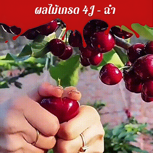 เมล็ดเชอร์รี่ชิลีนำเข้าทั้งหมด