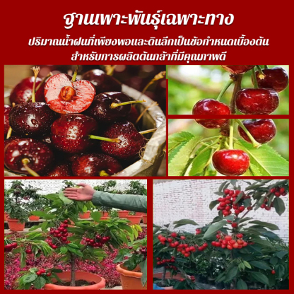 เมล็ดเชอร์รี่ชิลีนำเข้าทั้งหมด