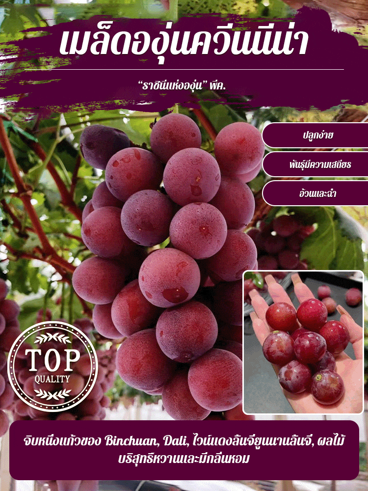 【เมล็ดองุ่นราชินีนีน่ามีกลิ่นหอมของไวน์】