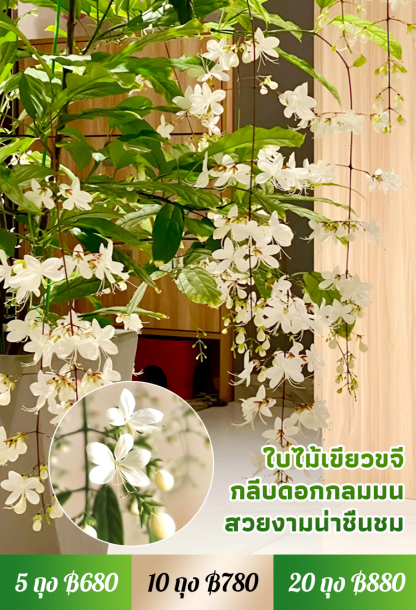 【หอมลอยสิบลี้】เมล็ดพันธุ์ดอกสร้อยสายเพชรกลิ่นหอมเข้มข้น