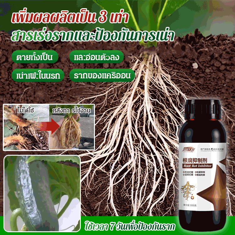 【เพิ่มผลผลิต 3 เท่า】สารเร่งรากและป้องกันการเน่า