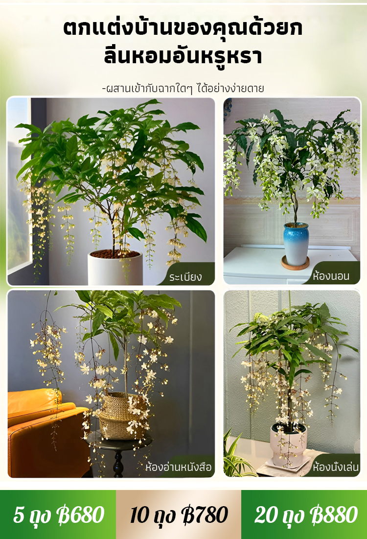 【หอมลอยสิบลี้】เมล็ดพันธุ์ดอกสร้อยสายเพชรกลิ่นหอมเข้มข้น