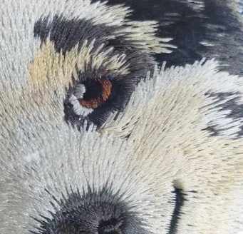 カスタム刺繍ペットの肖像画織スカーフ