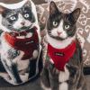 Custom Cat Pillow Photo Pillows of Pets Gifts for Pet Lovers