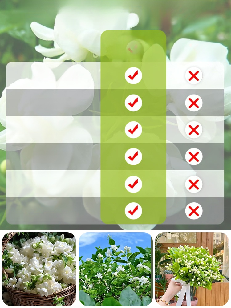 【Perfume of the Garden】Four Seasons Blooming Double-petaled Jasmine Seeds.The Fragrance Of Flowers Fills The Room And Purifies The Air