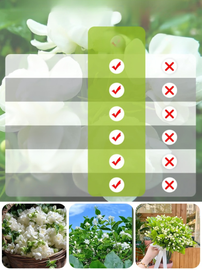 【Perfume of the Garden】Four Seasons Blooming Double-petaled Jasmine Seeds.The Fragrance Of Flowers Fills The Room And Purifies The Air