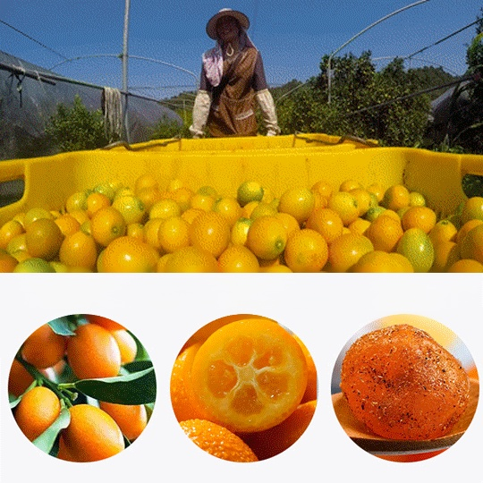 【Healthy diet therapy】licorice kumquat for relieving cough and reducing phlegm