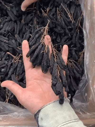 [The King of Raisins] Turpan Sapphire Raisins