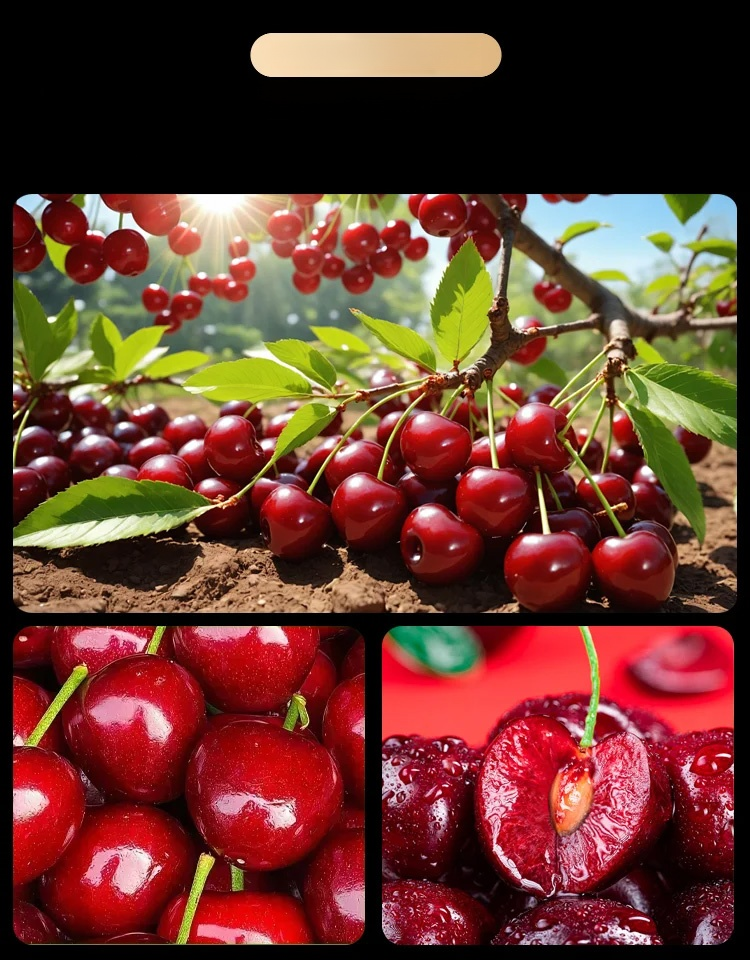 A variety of high-survival-rate cherry seedlings
