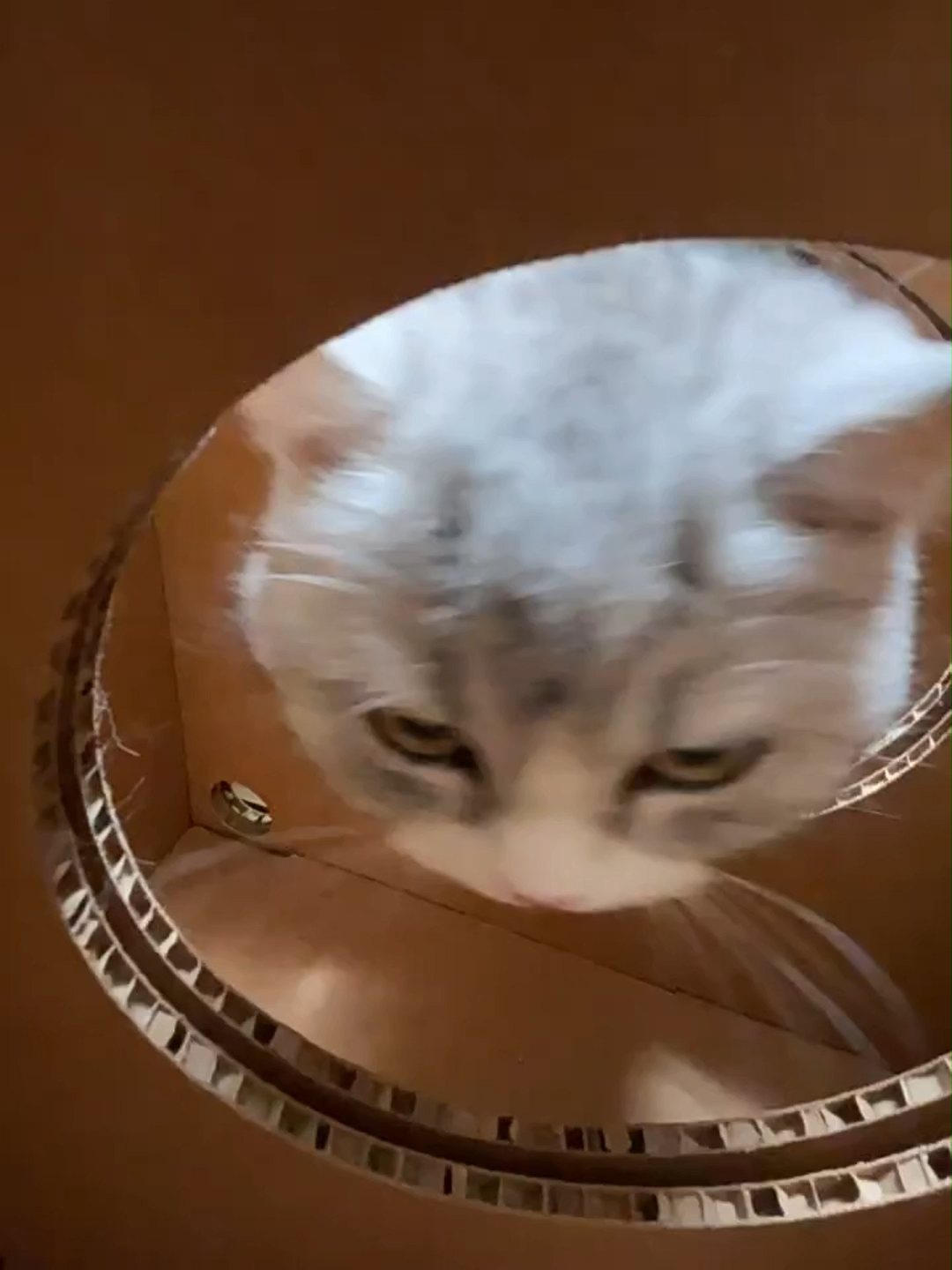 モジュールキャットスクエア