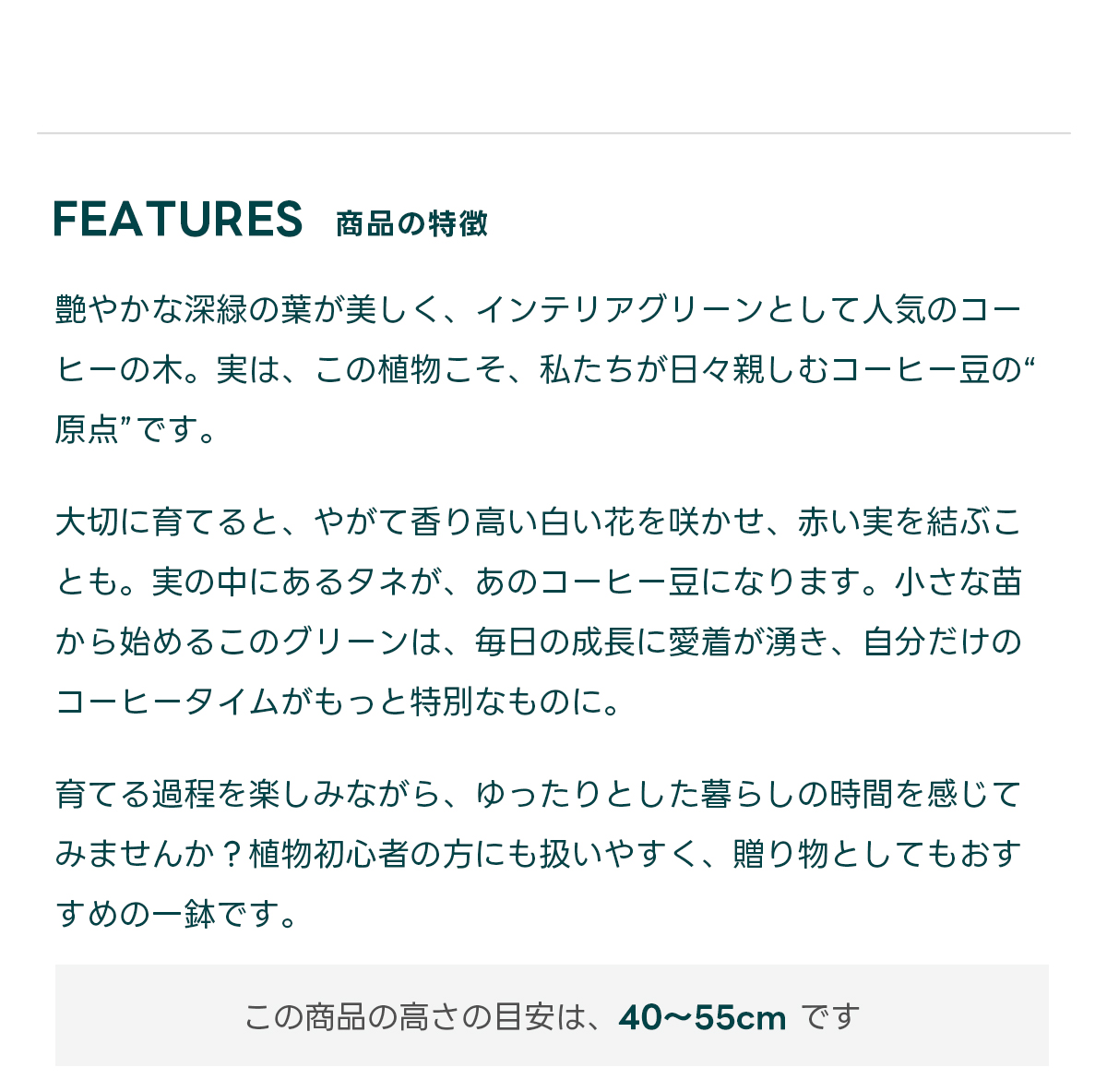FEATURES商品の特徴 艶やかな深緑の葉が美しく、インテリアグリーンとして人気のコーヒーの木。実は、この植物こそ、私たちが日々親しむコーヒー豆の“原点”です。  大切に育てると、やがて香り高い白い花を咲かせ、赤い実を結ぶことも。実の中にあるタネが、あのコーヒー豆になります。小さな苗から始めるこのグリーンは、毎日の成長に愛着が湧き、自分だけのコーヒータイムがもっと特別なものに。  育てる過程を楽しみながら、ゆったりとした暮らしの時間を感じてみませんか？植物初心者の方にも扱いやすく、贈り物としてもおすすめの一鉢です。  この商品の高さの目安は、 40~55cm です
