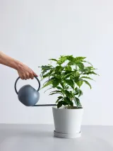 コーヒーの木