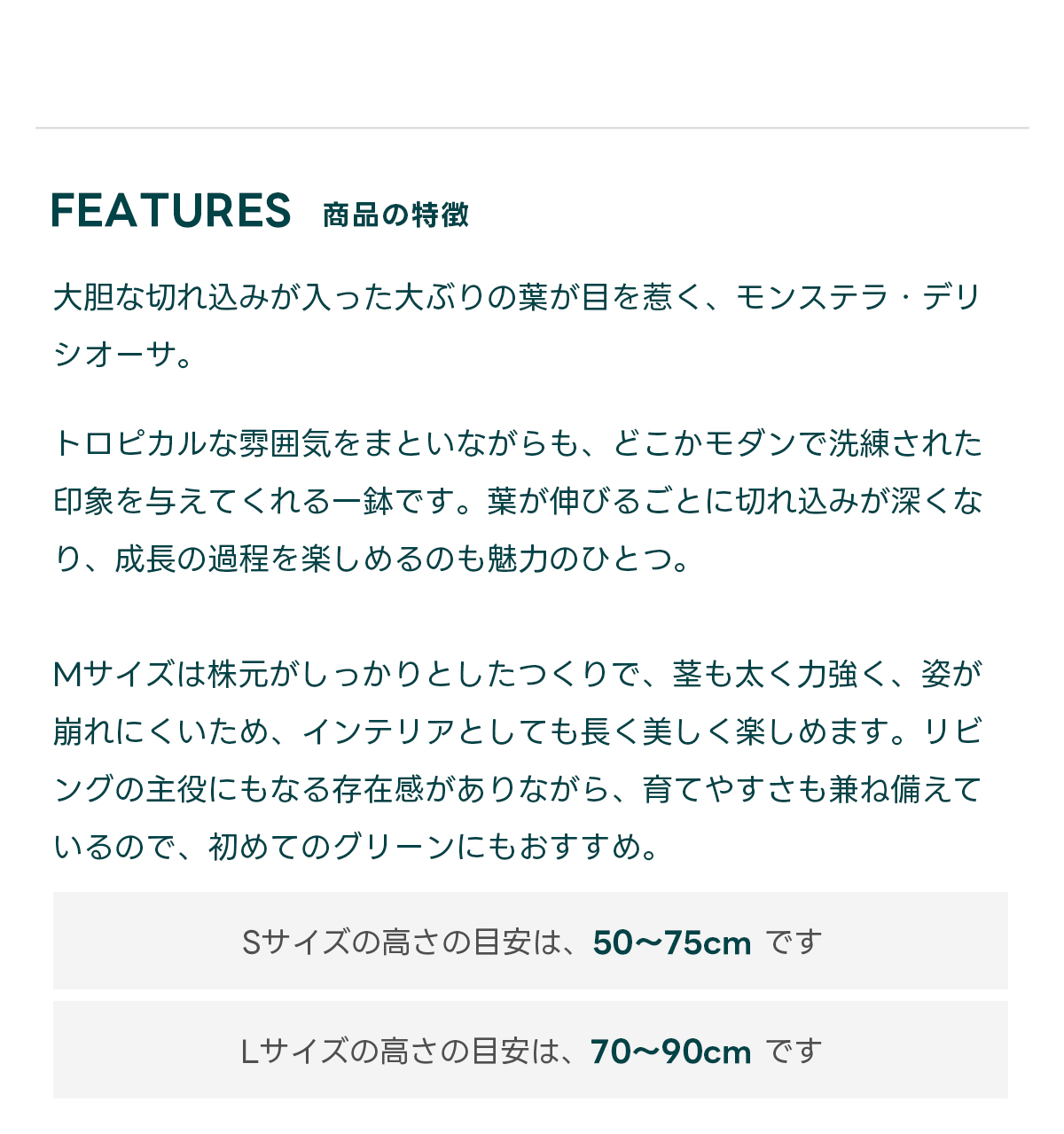 FEATURES商品の特徴 モンステラ・デリシオーサは、深い切れ込みのある大きな葉が印象的な人気の観葉植物です。  生長とともに切れ込みが増し、葉の表情がどんどん豊かになるのが魅力のひとつです。茎はツル状に伸びていき、空間にダイナミックな動きを加えてくれるため、置くだけでスタイリッシュな雰囲気を演出します。  Mサイズは株元がしっかりとしたつくりで、茎も太く力強く、姿が崩れにくいため、インテリアとしても長く美しく楽しめます。リビングの主役にもなる存在感がありながら、育てやすさも兼ね備えているので、はじめて植物を育てる方にもぴったり。日常の中にグリーンの癒しを取り入れたい方におすすめの一鉢です。  ナチュラル、ボヘミアン、モダンなど、さまざまなインテリアスタイルにしっくりと馴染みます。インテリアに映えるモダンな葉姿を、ぜひ暮らしの中でお楽しみください。  Sサイズの高さの目安は、 50〜75cm です Mサイズの高さの目安は、70〜90cm です