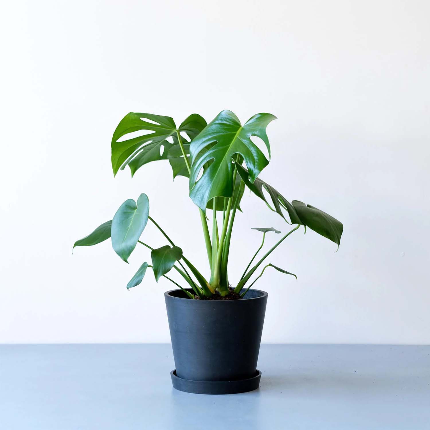 モンステラ・デリシオーサ