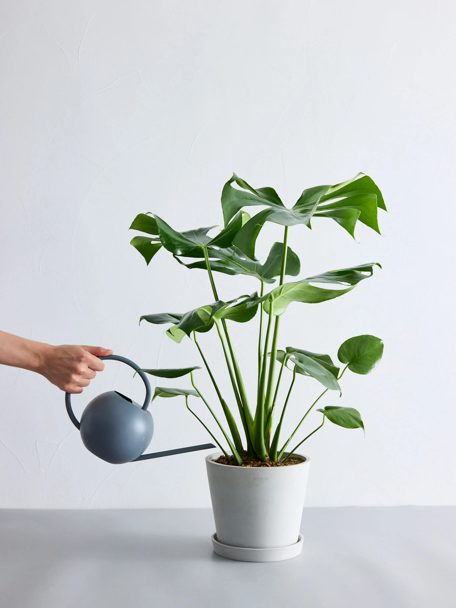 モンステラ・デリシオーサ