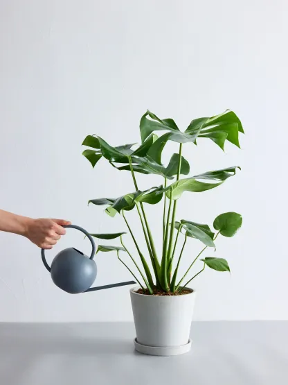 モンステラ・デリシオーサ