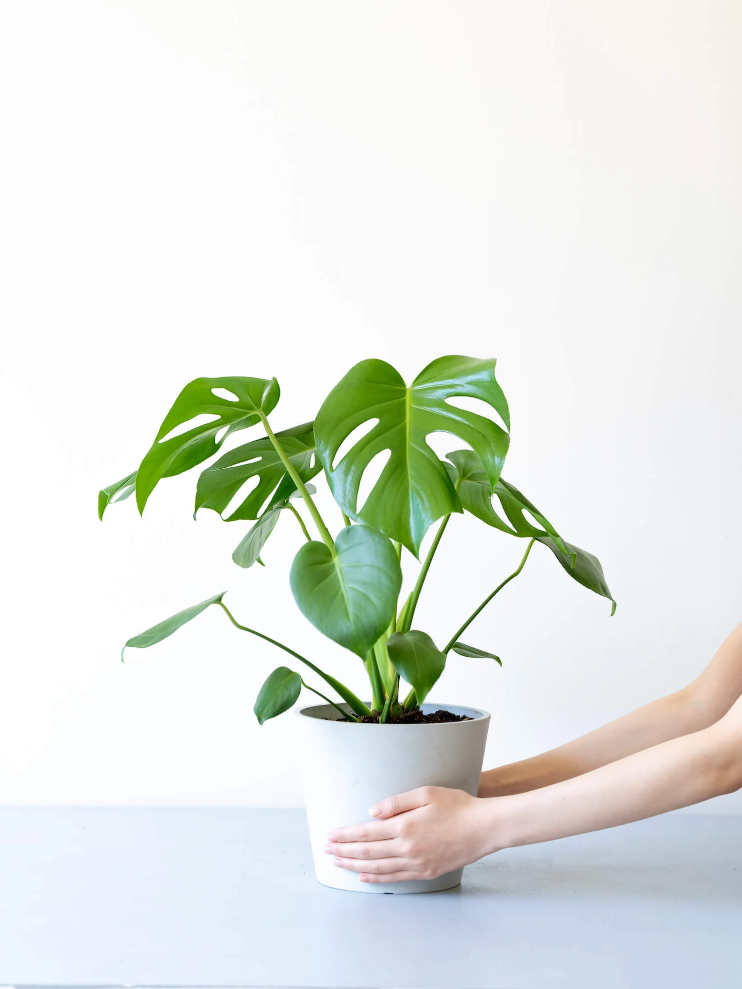 モンステラ・デリシオーサ