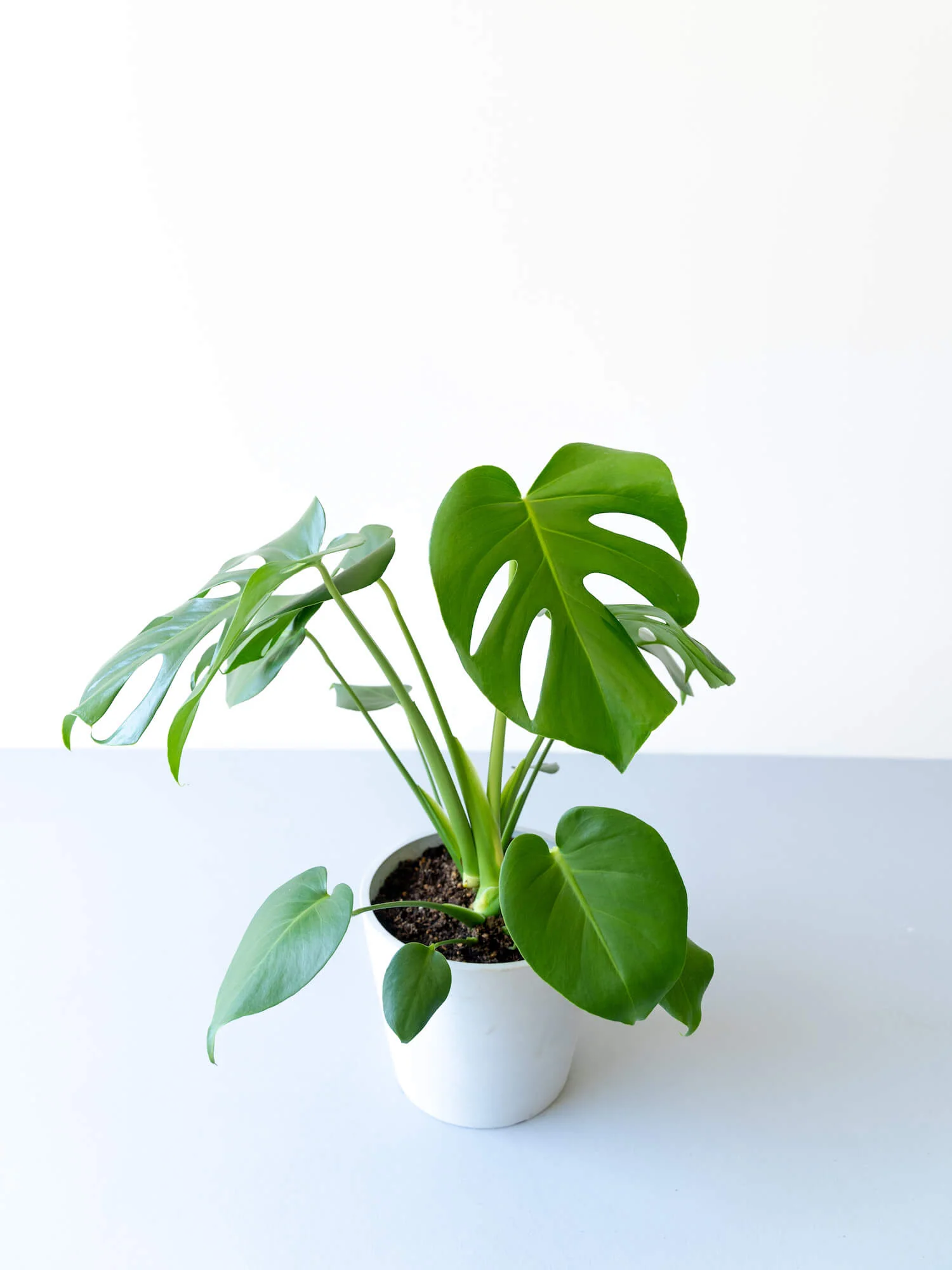 モンステラ・デリシオーサ