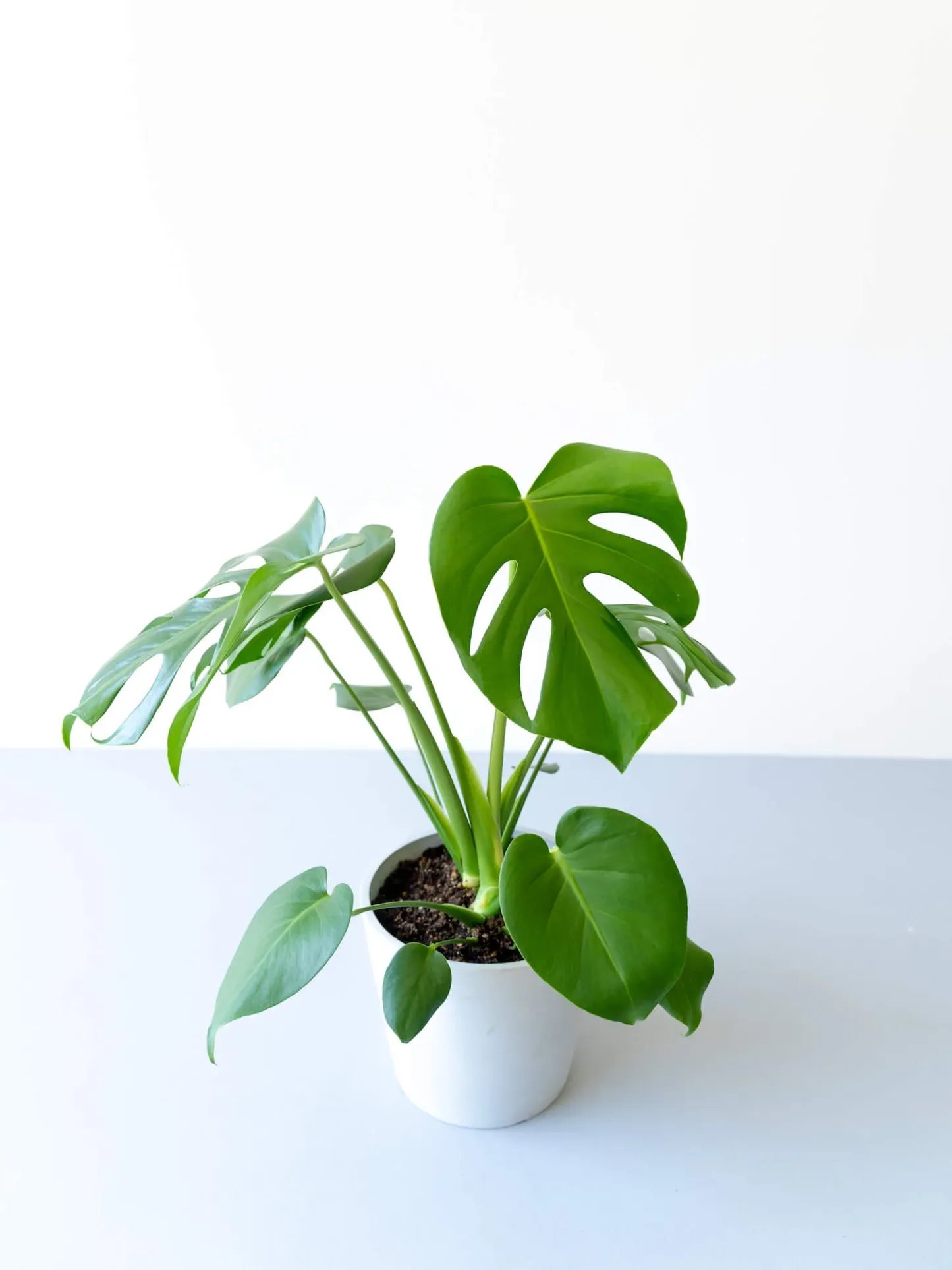 モンステラ・デリシオーサ