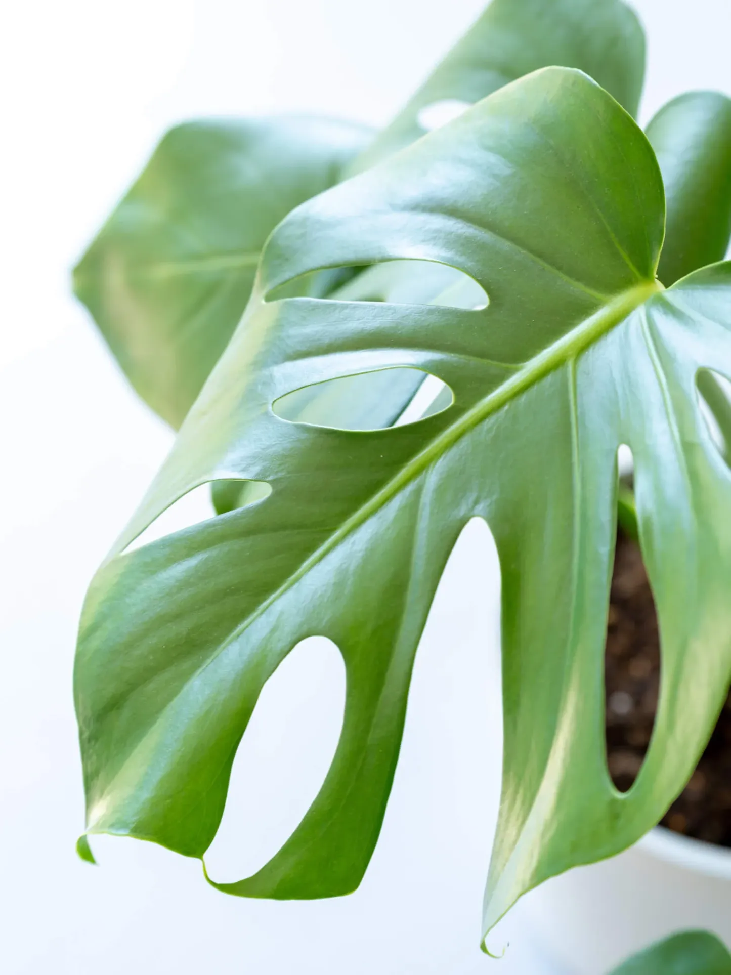 モンステラ・デリシオーサ